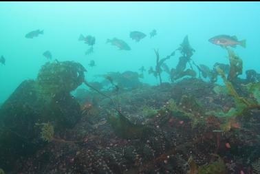 rockfish at top of reef 45 feet deep