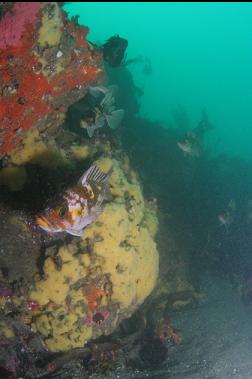 copper rockfish