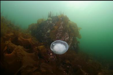 moon jelly