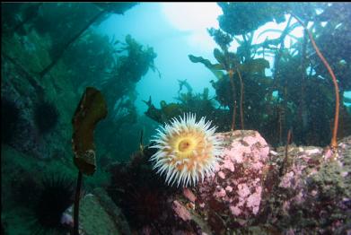 fish-eating anemone under kelp