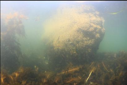 boulder near shore