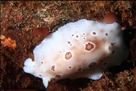 nudibranch