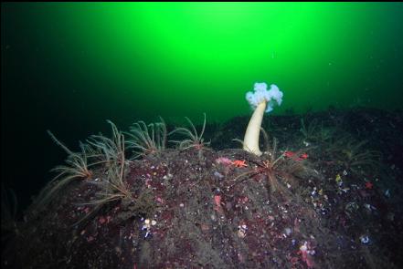 plumose anemone and feather stars