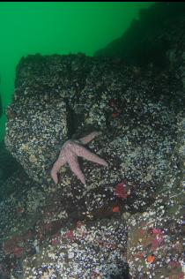 SEASTAR ON WALL