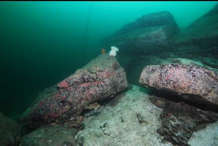 another large rocky reef 60 feet deep