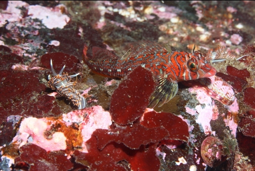 longfin sculpin and nudibranch