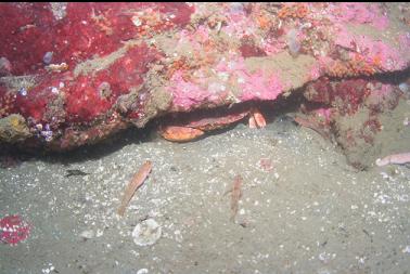 GOBIES WATCHING CRAB IN CRACK