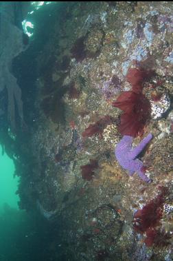 SEASTAR, ETC. ON SHALLOW WALL