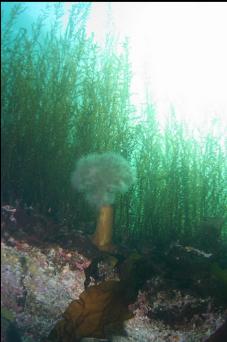 PLUMOSE ANEMONE IN SHALLOWS