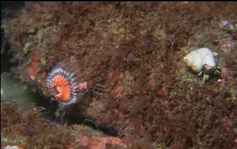 HERMIT CRAB AND TUBEWORM