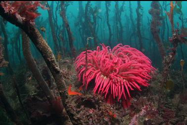 fish-eating anemone