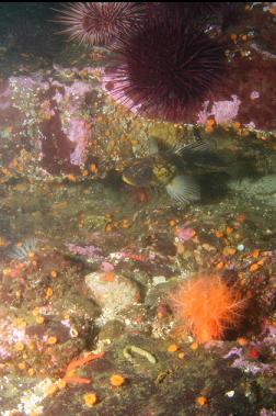 copper rockfish