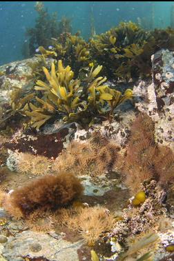 anemones near surface