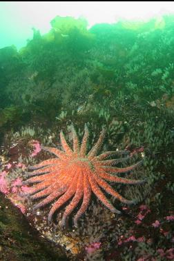 sunflower star on tunicates