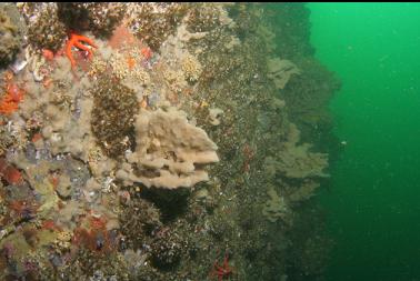 sponges on second dive