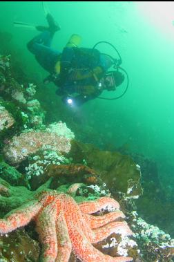 sunflower star and nudibranch eggs