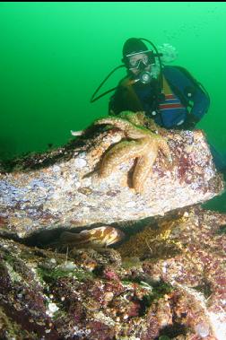 rockfish hiding under rock