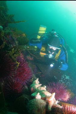 sunflower star and urchins