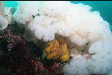 sulphur sponge and plumose anemones