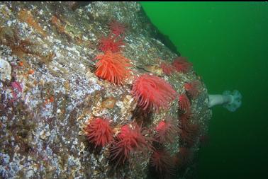 anemones on wall