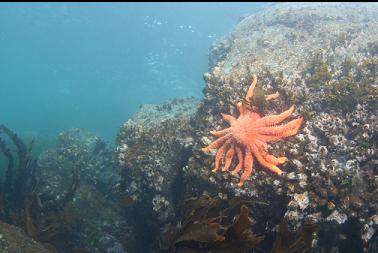 seastar in shallows