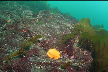 nudibranch