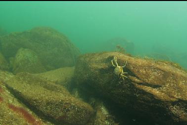 kelp crab in shallows