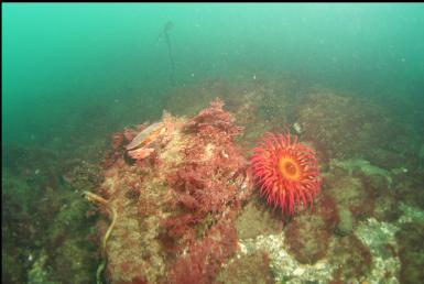 fish-eating anemone and mating red rock crabs