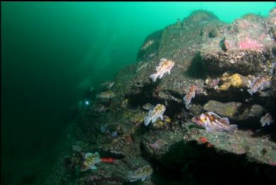 rockfish on wall