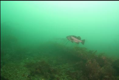 black rockfish