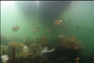 perch over anemones on boiler