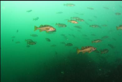 yellowtail rockfish