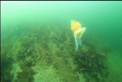 lion's mane over bottom kelp
