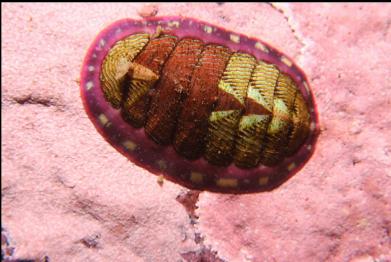 chiton