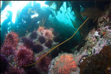 above sunflower star and urchins