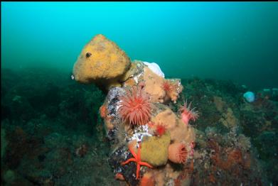 crimson anemones and sulphur sponge