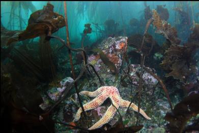 seastar under kelp