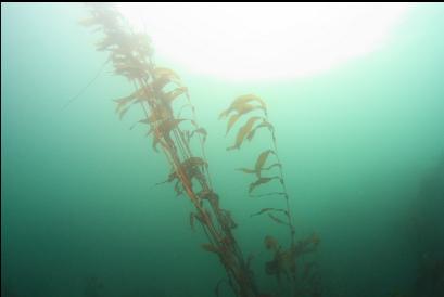 giant kelp