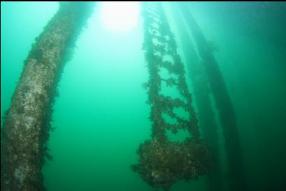 ladder hanging off high part of dock