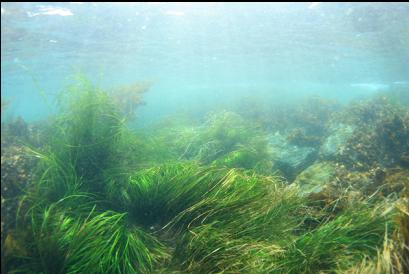 surfgrass in shallows