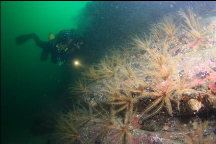 feather stars