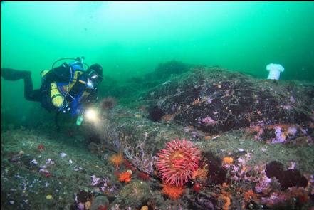 fish-eating anemone