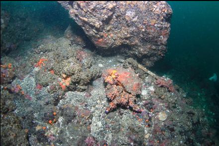 2 more Puget Sound king crabs