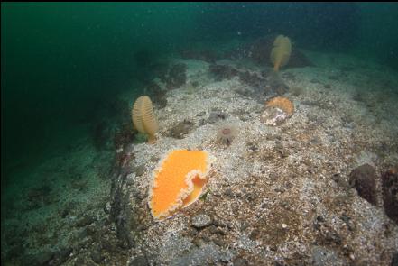 orange peel nudibranch