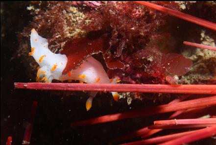 nudibranch and urchin spines