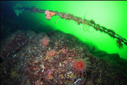 crimson anemones and a power cable