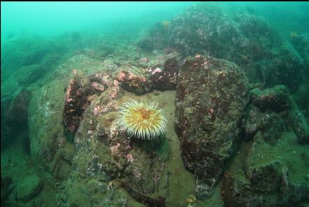 fish-eating anemone