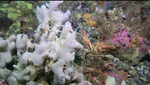 sponge and crab in the middle of the channel