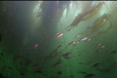 JUVENILE ROCKFISH UNDER KELP