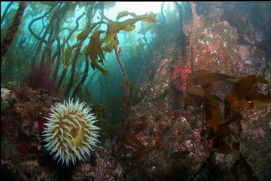 fish-eating anemones